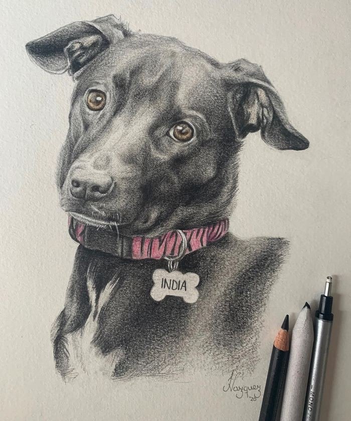 Retrato en grafito de una perra negra con collar y chapita que dice India