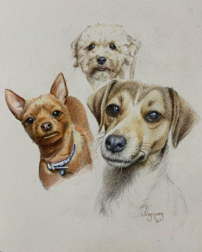 Retrato en lápiz de color de tres perros: un caniche blanco, un chihuahua y un jack russell