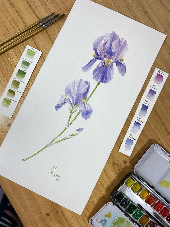 Iris, acuarela de 40 × 20 cm