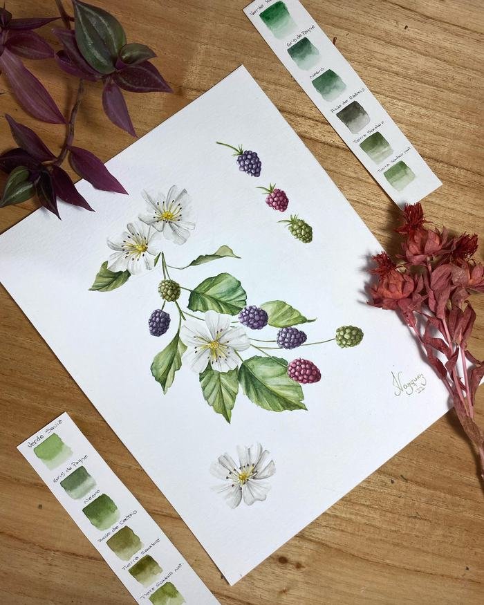 Moras, acuarela de 20 × 25 cm
